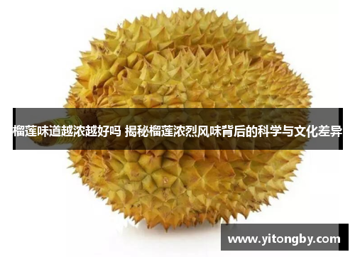 榴莲味道越浓越好吗 揭秘榴莲浓烈风味背后的科学与文化差异